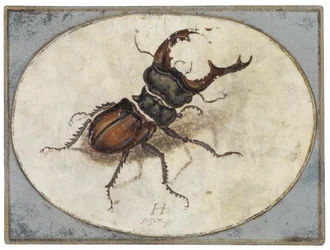 Stag Beetle (after Albrecht Dürer)